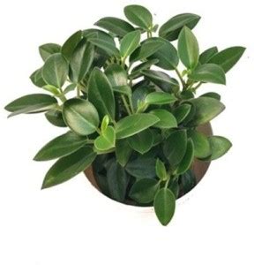 HERBALISM Ficus Compacta Plant Price in India - Buy HERBALISM Ficus ...