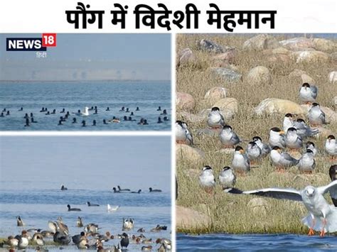 Pong Dam: विदेशी पक्षियों से गुलजार हुआ पौंग डैम, पहली बार देखी गई लंबी ...