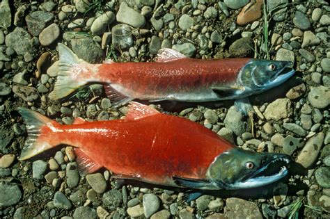 Free picture: male, female, red, salmon, oncorhynchus, nerka