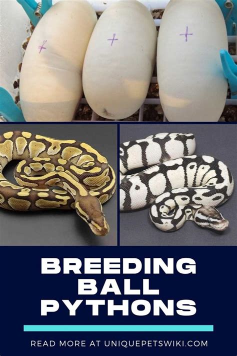 Image result for Ball Python Reproduction