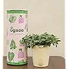 UGAOO Fittonia Green Nerve Plant With Self Watering Pot : Amazon.in ...
