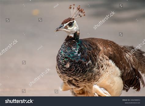 Female Peacocks Feathers