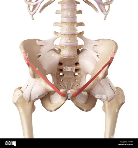 Inguinal Ligament High Resolution Stock Photography and Images - Alamy