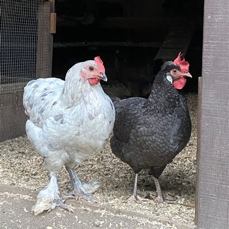 Blue Splash Marans and Jubilee Orpington Chickens Add Flair to Your ...
