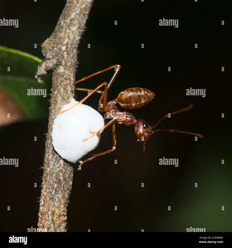 African Weaver Ant (Oecophylla longinoda Stock Photo - Alamy