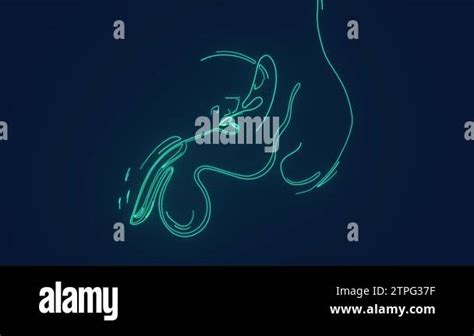 Image result for Male Reproductive System Animation