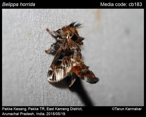 Belippa horrida Walker, 1865 - | Moths