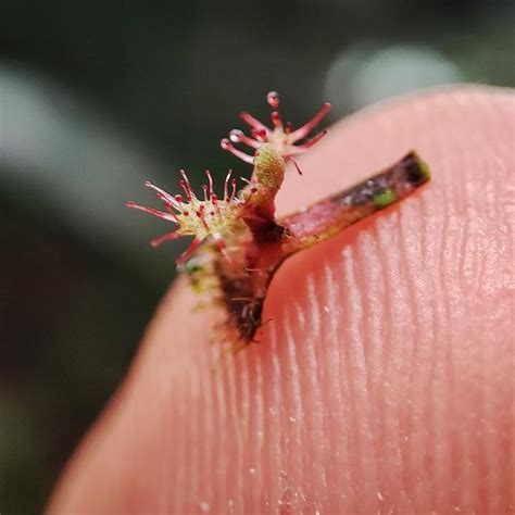 A very very tiny D. madagascariensis leaf cutting. : r/SavageGarden