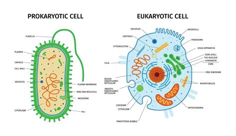 Cell Structure Chart 的图像结果