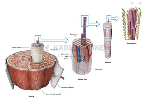 Image result for What Is Muscle Architecture Force Generation