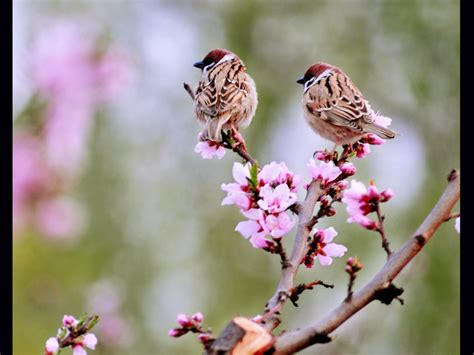 春季之美：鸟语花香宽屏壁纸_我爱桌面网提供