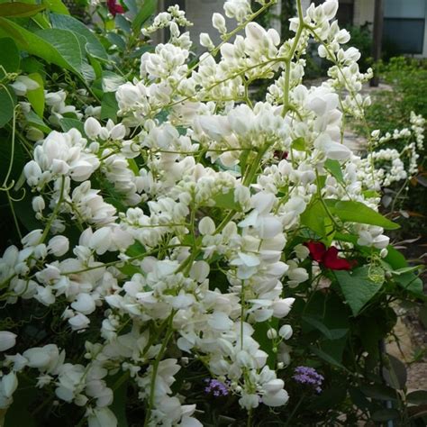 Antigonon leptopus alba – Noviragreens