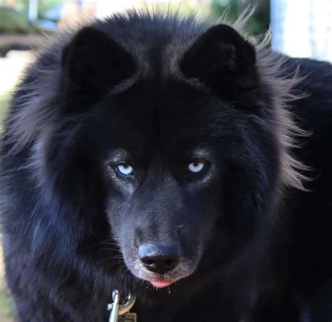 Solid Black Husky Puppy