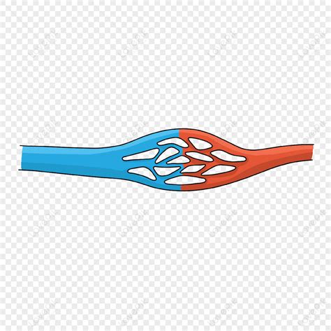 Cardiology Arteriovenous Coronary Network Illustration,artery,heart ...