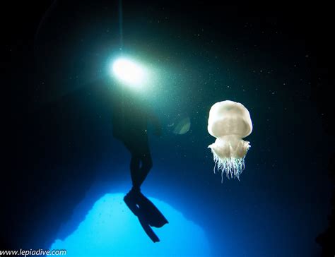 LEPIA DIVE CENTRE (2026) All You Need to Know BEFORE You Go (with ...