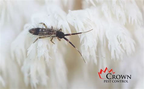 Image result for Springtail Bugs