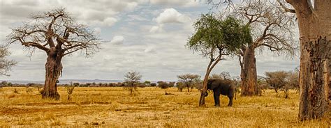 Baobab - Be wise: protect your skin - Clarins