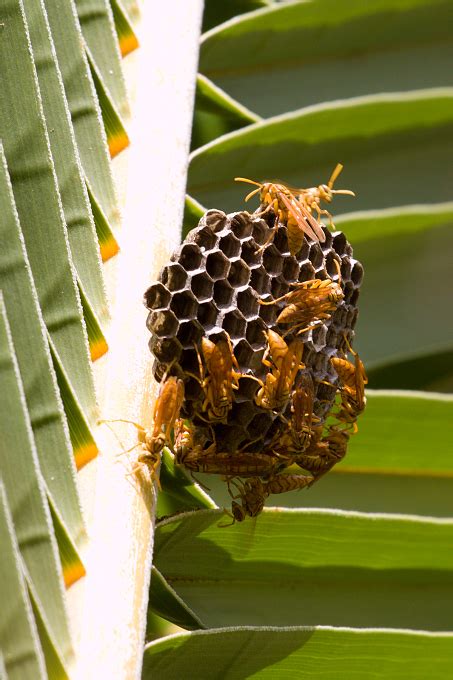 Galerie » Blanokřídlí (Hymenoptera)