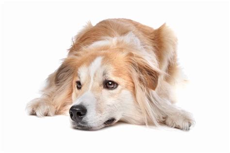 Is the Golden Retriever Border Collie mix perfect for you? - K9 Web