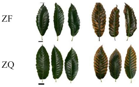 Relationship between Leaf Scorch Occurrence and Nutrient Elements and ...