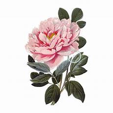 peony clipart tree peony clip vintage floral clipart botanical peony clipart tree peony clip vintage floral clipart botanical