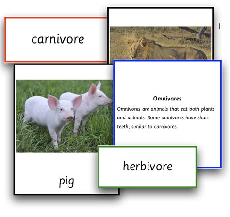 Carnivore, Herbivore, Omnivore Montessori