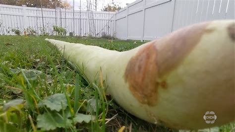 Beat The World Record For Zucchini Size With These Secrets
