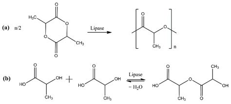 Enzymatic Polymerization as a Green Approach to Synthesizing Bio-Based ...