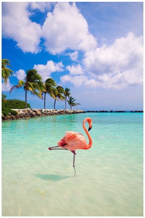 Buy Flamingo Beach 2 SAO Dzynz Aruba Renaissance Island Tropical Online ...