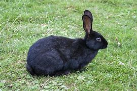 Image result for Black and White Bunnies