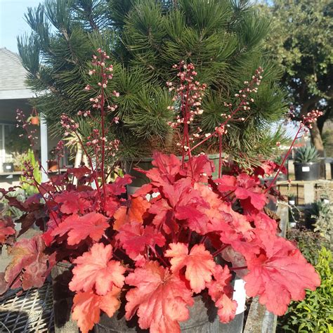 Heuchera 'Fire Alarm' - Coral Bells - Mid Valley Trees