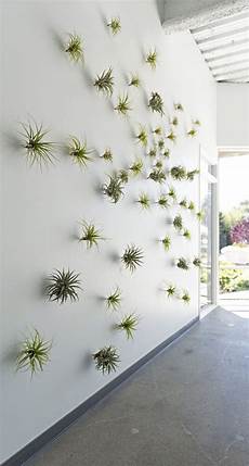 Air Plants For Wall by 6 Creative Ideas For Displaying Air Plants In Your Home Air Plants For Wall