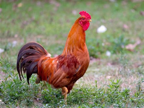 Chicken Little Game GUI Java 的图像结果