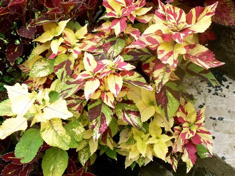 6 Plants That Look Like Coleus - ProGardenTips