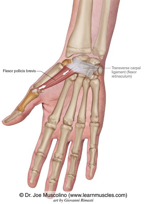 Flexor Pollicis Brevis - Learn Muscles