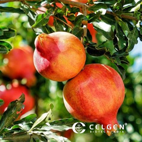 Wonderful Pomegranate Tissue Culture Plants "Punica Granatum"