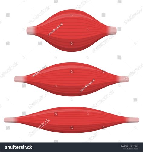 Muscle Contraction Process 的图像结果