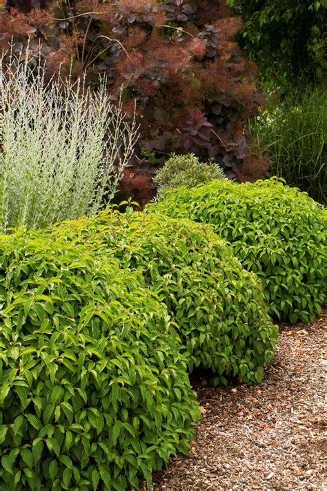 Kelsey's Dwarf Red-Osier Dogwood A dwarf dogwood with a low, compact ...