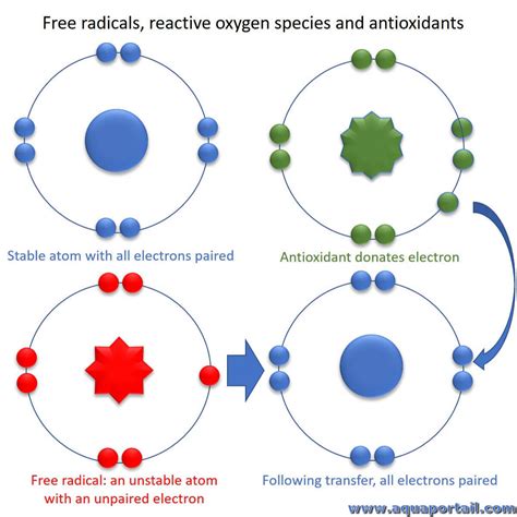 Radical libre : définition et explications