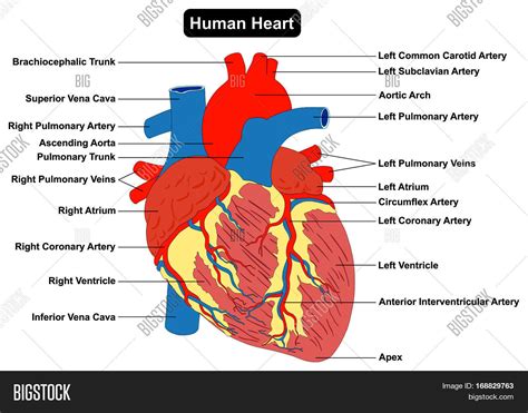 Human Heart Muscle Image & Photo (Free Trial) | Bigstock