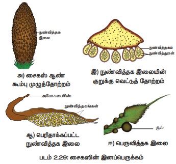 சைகஸ் - ஜிம்னோஸ்பெர்ம்கள் - தாவரவியல் | Cycas - Gymnosperms | in Tamil