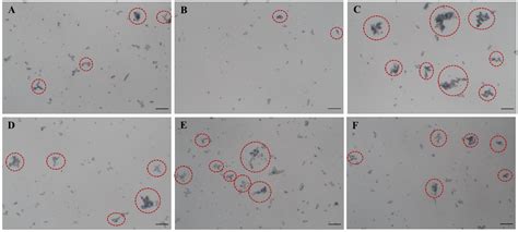 Effects of Escherichia coli and Proteus mirabilis on the Growth and ...