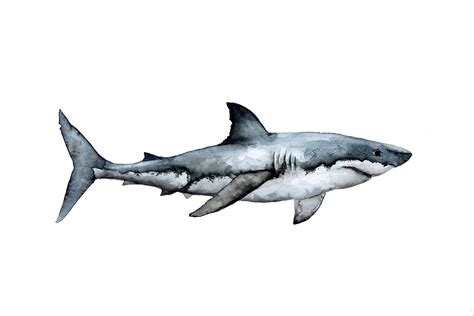 shark drawing colored