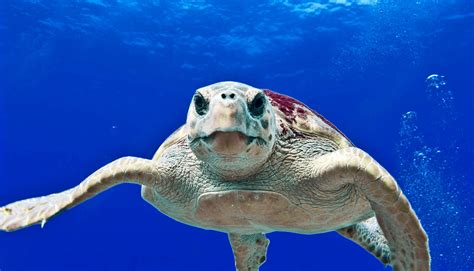 Loggerhead Turtle Migration Patterns 的图像结果