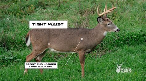 How to Age a Deer | Field & Stream