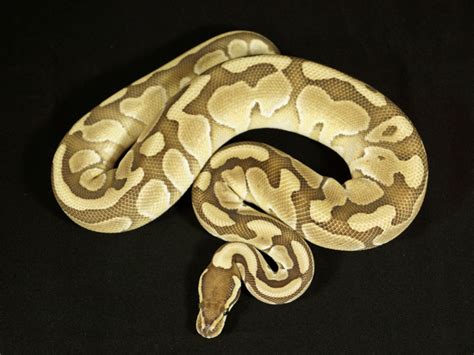 Image result for Lesser Ball Python