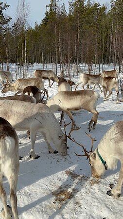 Reindeer Farm Porohaka - Rovaniemi - Rovaniemi | Tripadvisor