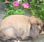 Image result for Flocked Bunnies
