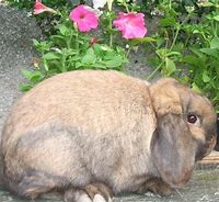 Image result for Wild Bunnies