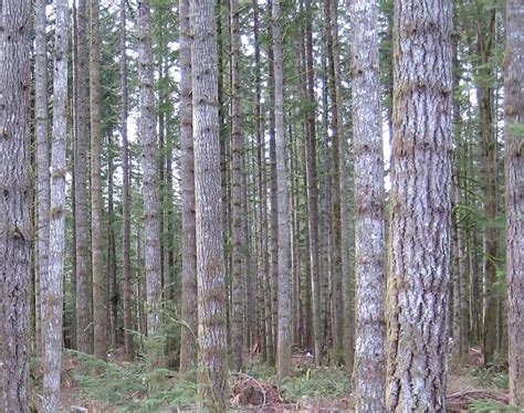 Forest Structure 的图像结果